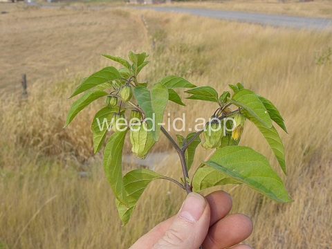groundcherry, longleaf